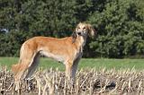 SALUKI 063